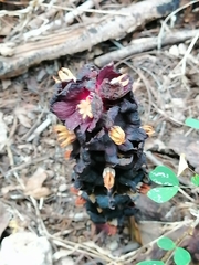 Bdallophytum americanum