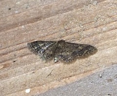 Idaea pervertipennis