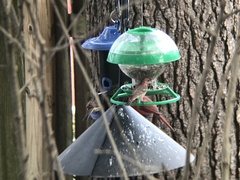 Haemorhous mexicanus