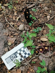 Bdallophytum americanum