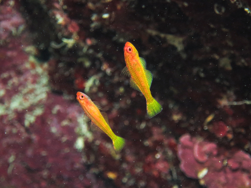 Yellow-cave pygmygoby (Trimma taylori) — Gobiidae — 4