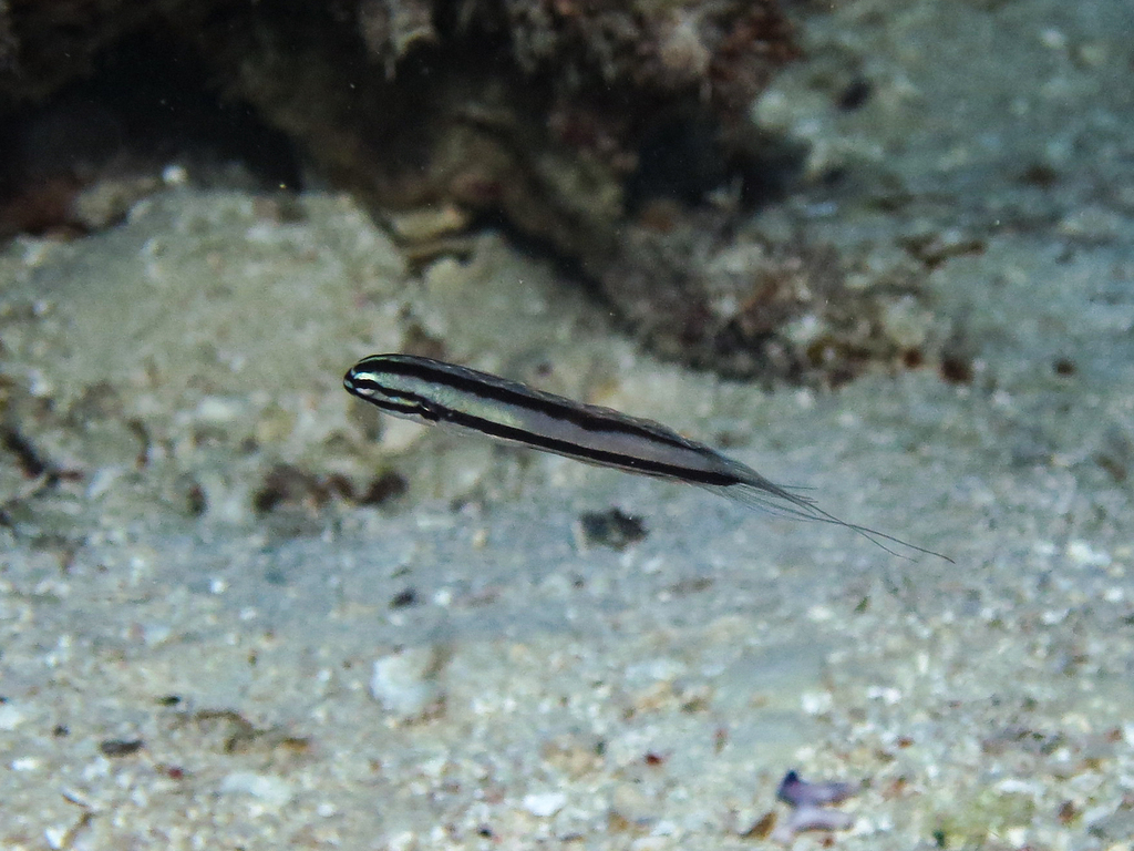 Doublepore fangblenny (Meiacanthus ditrema) — Blenniidae