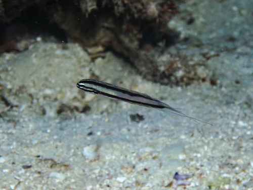 Dubbelporie-sabeltandslijmvis (Meiacanthus ditrema) — Blenniidae