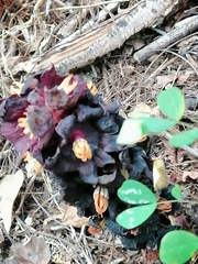 Bdallophytum americanum