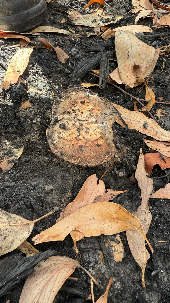 Neolentinus dactyloides