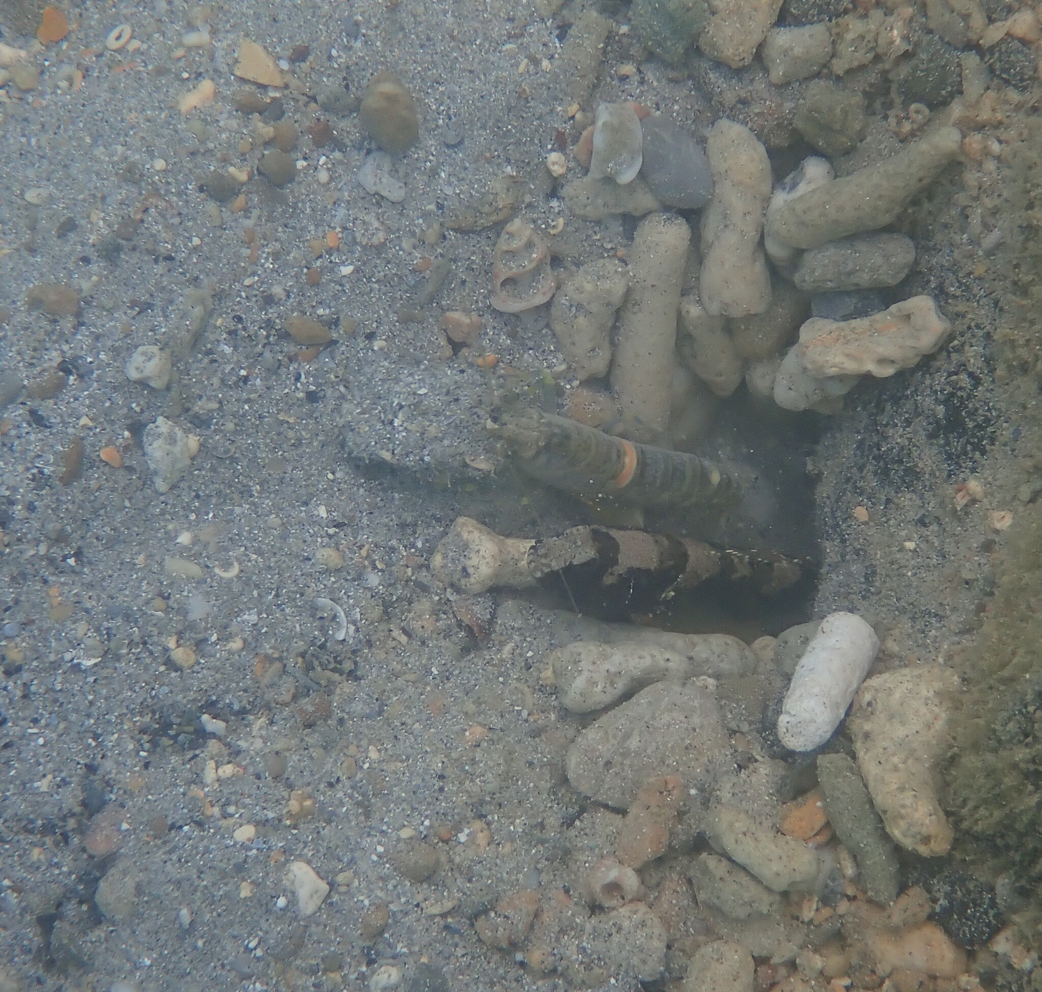 Maude's Shrimpgoby photo 8
