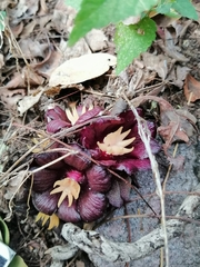 Bdallophytum americanum