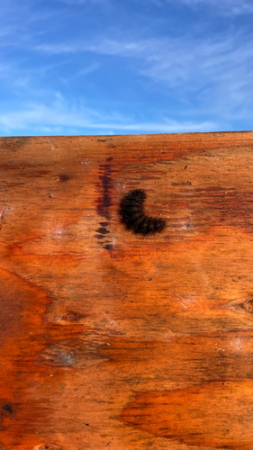 iNaturalist observation photo of Painted Tiger Moth