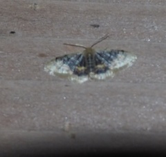 Idaea scintillularia