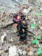 Bdallophytum americanum