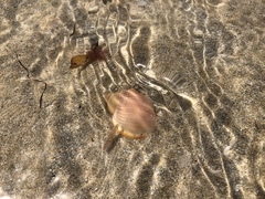 Semicassis semigranosa