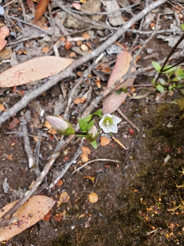 Gentianella diemensis observed 2026-02-13