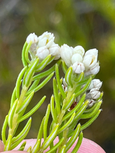 Hairy Hardleaf (Phylica imberbis)