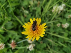 Eristalis croceimaculata