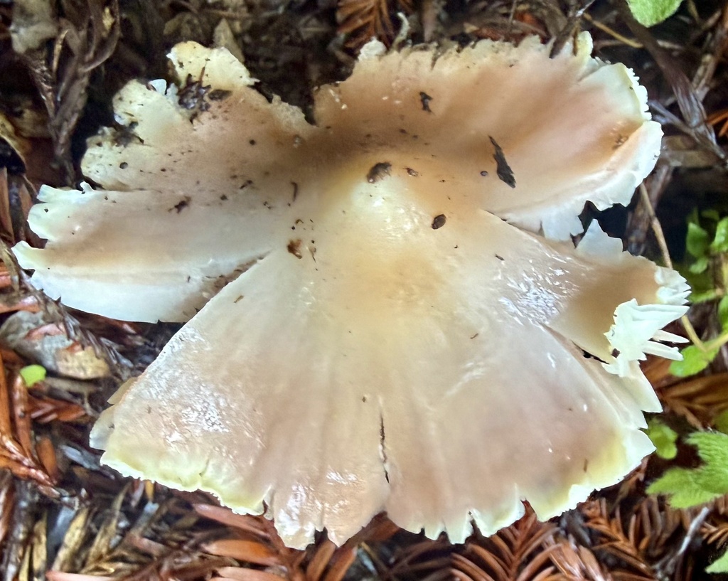 Porpolomopsis calyptriformis · February 2026 · photo: © hllrnnr (iNaturalist, cc0)
