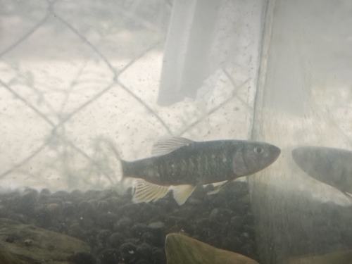 Hainan predatory carp (Opsariichthys hainanensis) — Cyprinidae
