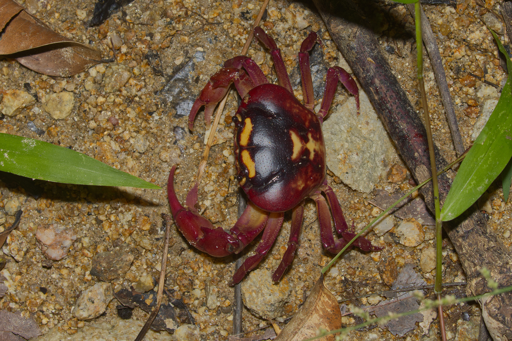 Austrothelphusa agassizi