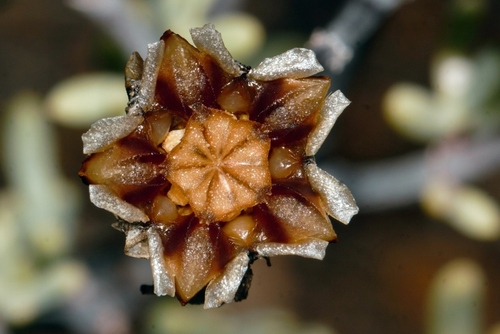 Smiley Brightfig (Lampranthus stipulaceus)