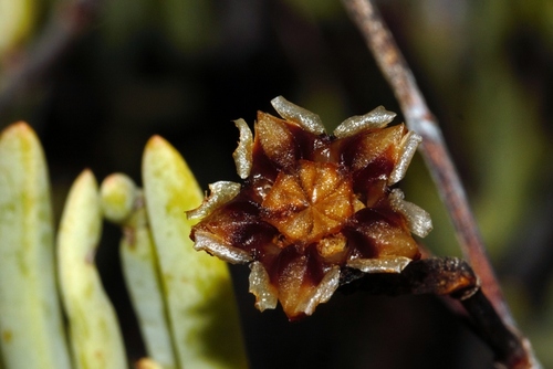 Lampranthus stipulaceus, photograph 6
