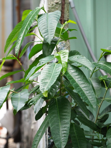 figwood (Ficus virgata)