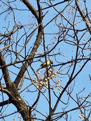 Light-vented Bulbul