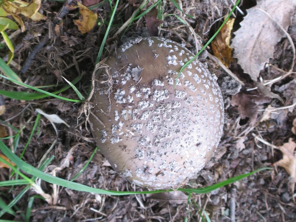 Amanita excelsa spissa · February 2026 · photo: © alice_shanks (iNaturalist, cc-by)