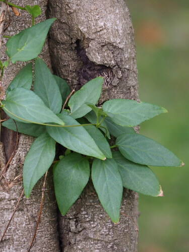 Paederia foetida