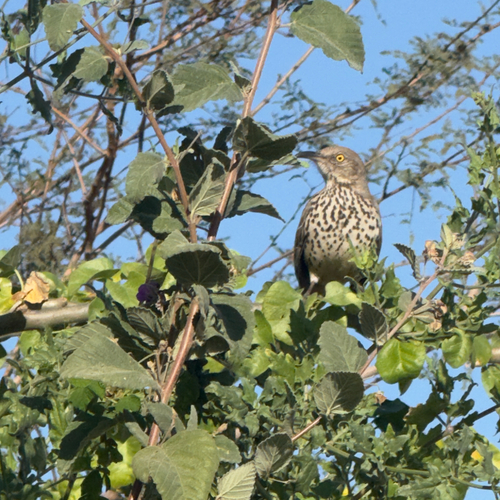 Grey Thrasher (Toxostoma cinereum)
