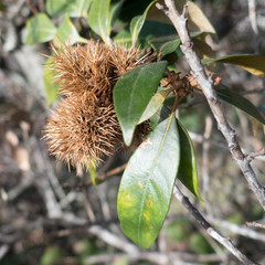Chrysolepis chrysophylla minor