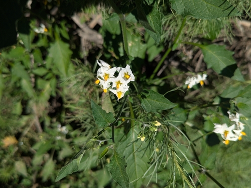 iNaturalist observation photo of nightshades