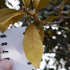 Chrysolepis chrysophylla minor