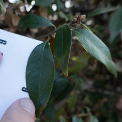 Chrysolepis chrysophylla minor