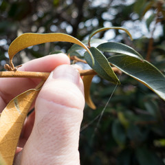 Chrysolepis chrysophylla minor