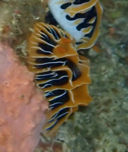 Reticulidia halgerda