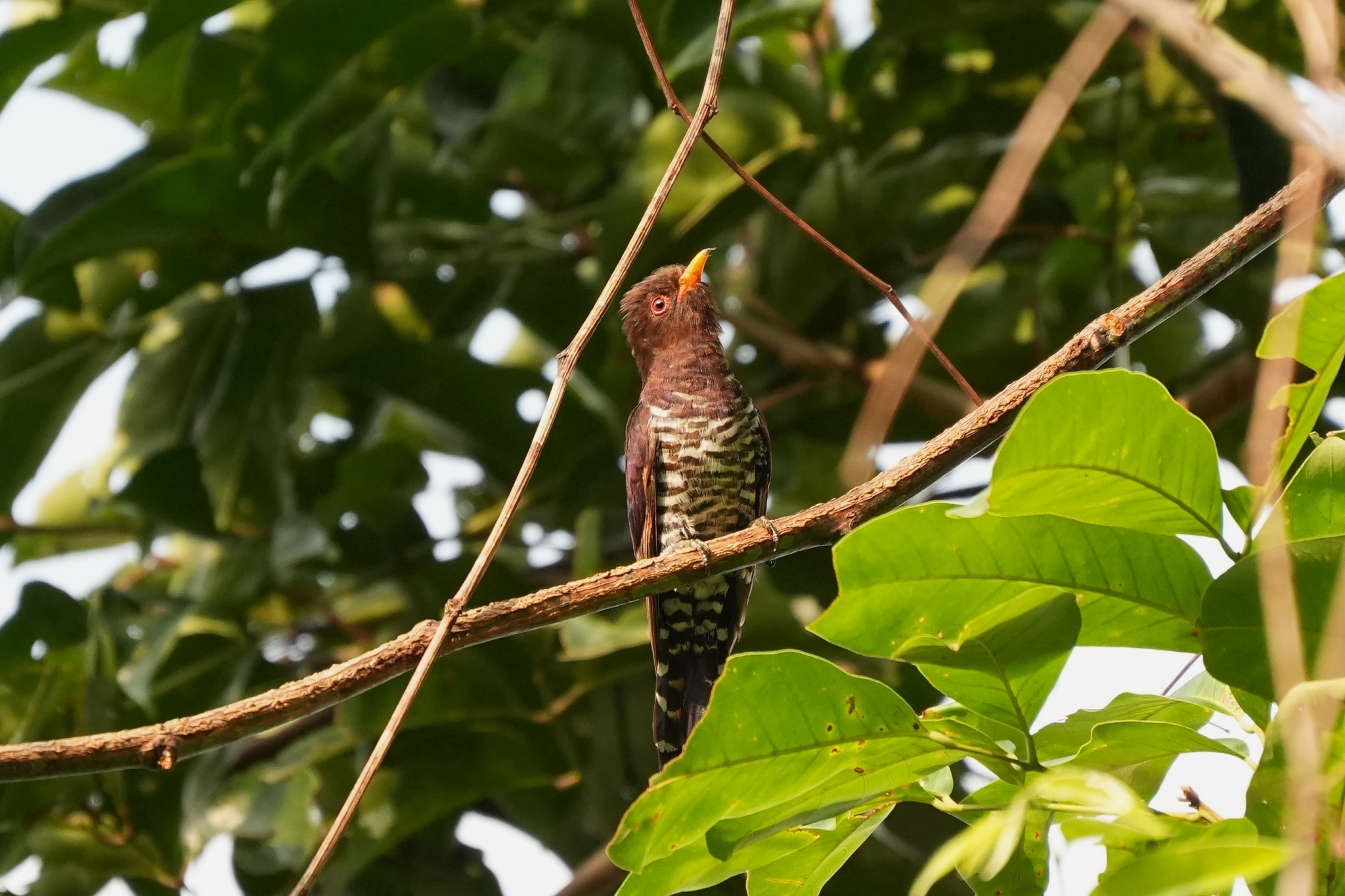 Violet Cuckoo (Chrysococcyx xanthorhynchus), photo 1