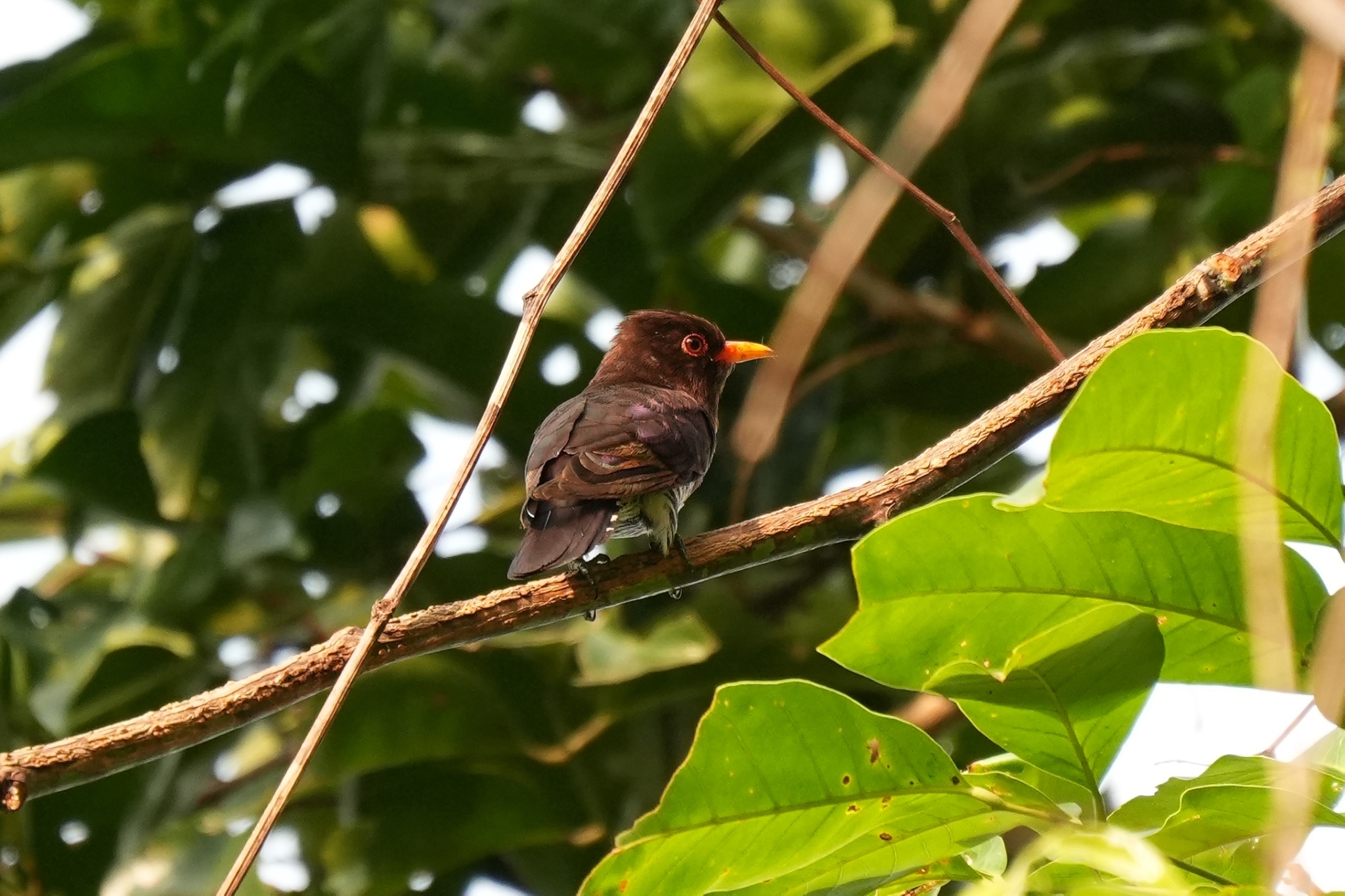 Violet Cuckoo (Chrysococcyx xanthorhynchus), photo 2