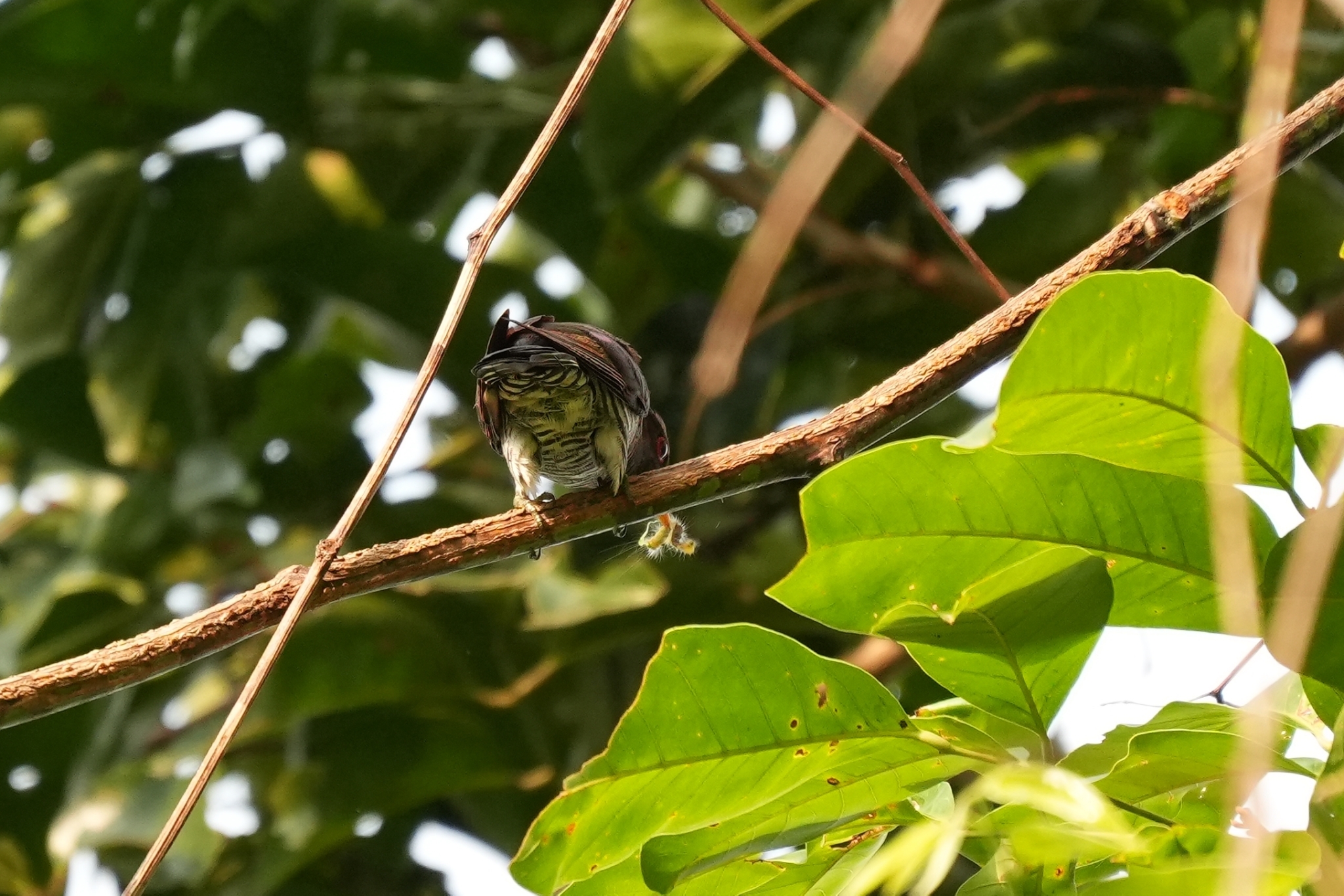 Violet Cuckoo (Chrysococcyx xanthorhynchus), photo 3