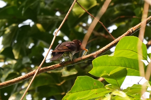 Violet Cuckoo (Chrysococcyx xanthorhynchus), photo 9