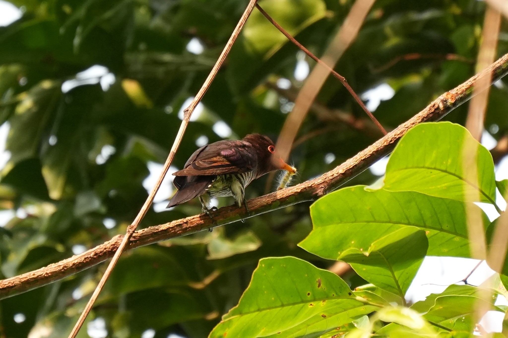 Violet Cuckoo (Chrysococcyx xanthorhynchus), photo 4