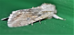 Spodoptera albula