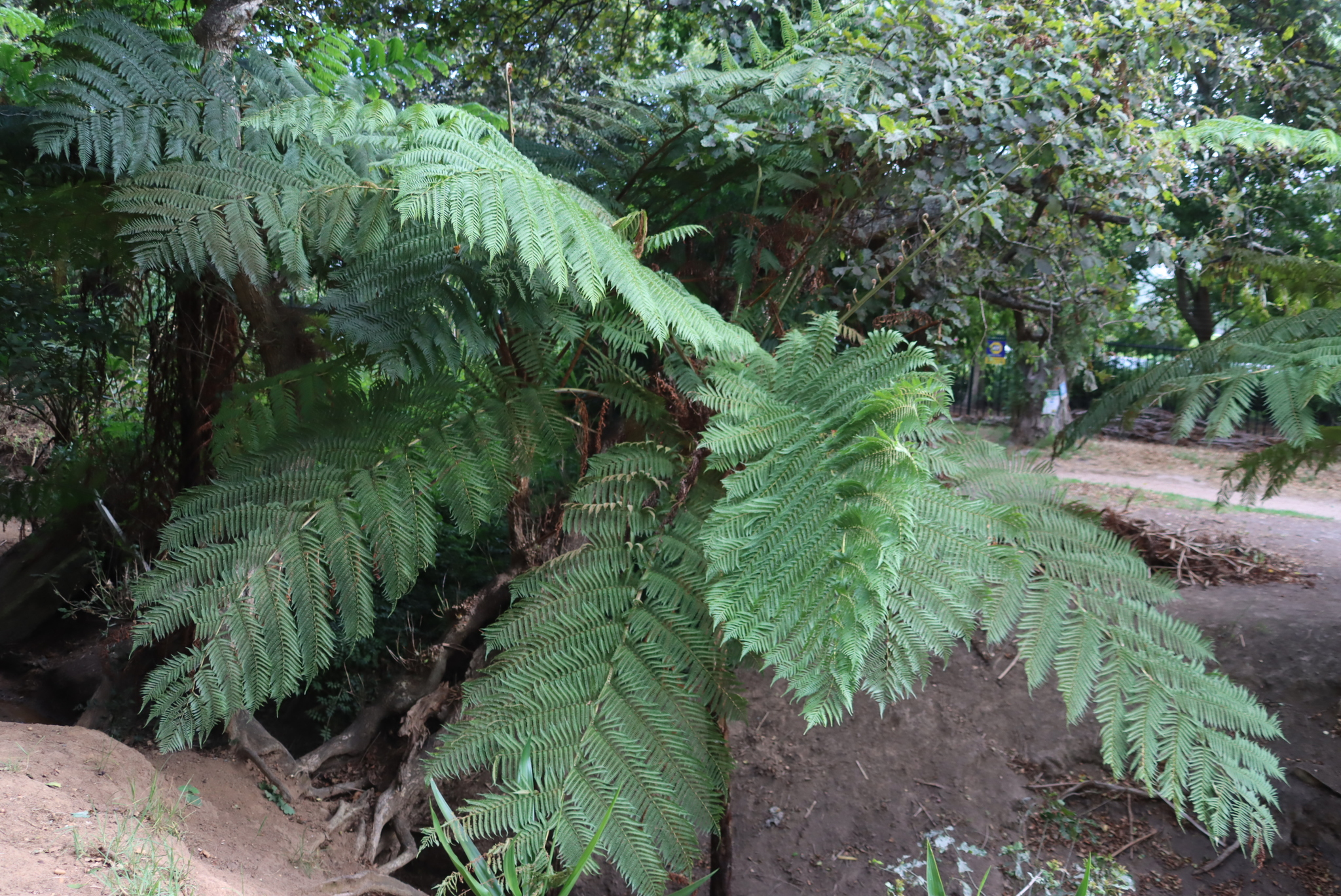 Sphaeropteris cooperi