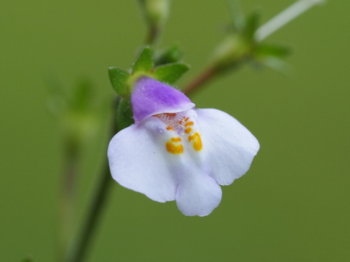 Mazus fauriei (Mazus fauriei)