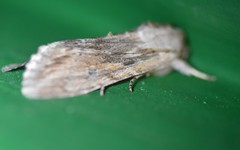 Spodoptera albula