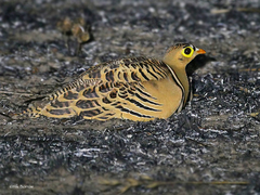 Pterocles quadricinctus