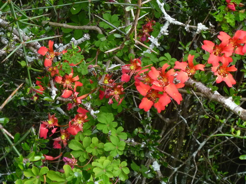 Tropaeolum speciosum (Tropaeolum speciosum)