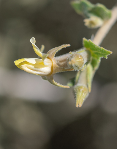 Wavyleaf blazingstar (Mentzelia albescens)
