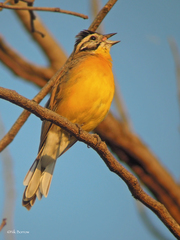 Emberiza affinis