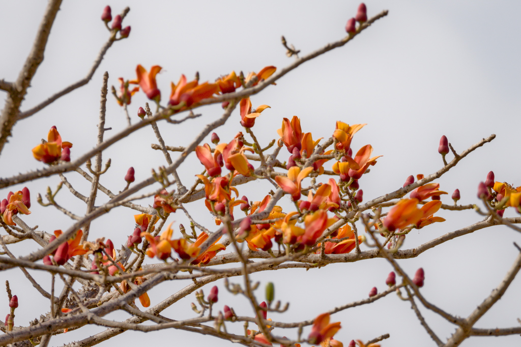 Red Kapok Tree (Bombax costatum)