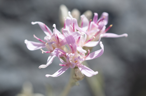 Hyalis argentea, photograph 6