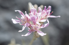 Hyalis argentea, photograph (c) Morten Ross, some rights reserved (CC BY)